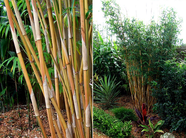 Bambusa Alphonse Karr Clumping Bamboo “Golden Hedge” Non-Invasive 1 Gallon Size