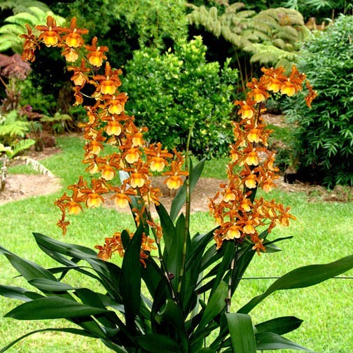 Oncostele Catatante ‘Kilauea Karma’ Orchid Plant Shipped in 2.5″ Pot