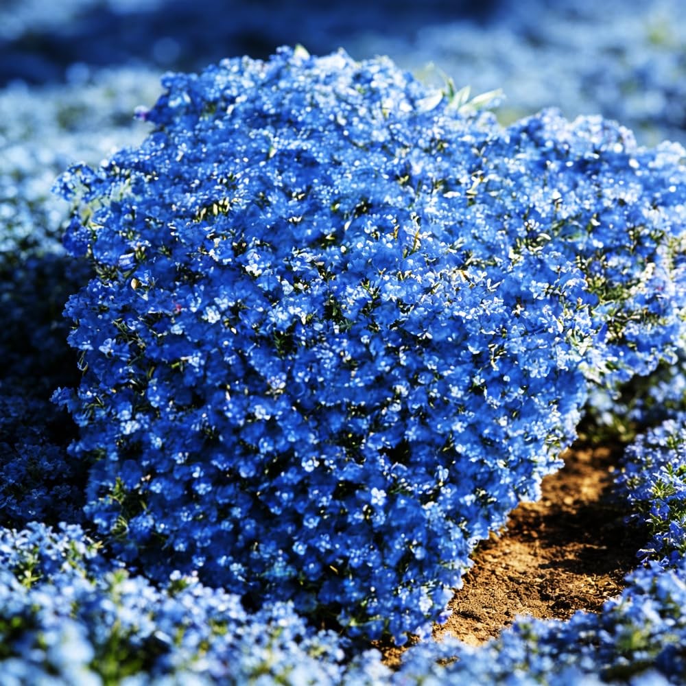 Mixrug Blue Woolly Thyme Seeds,20001+ Blue Creeping Thyme Seeds Ground Cover,…