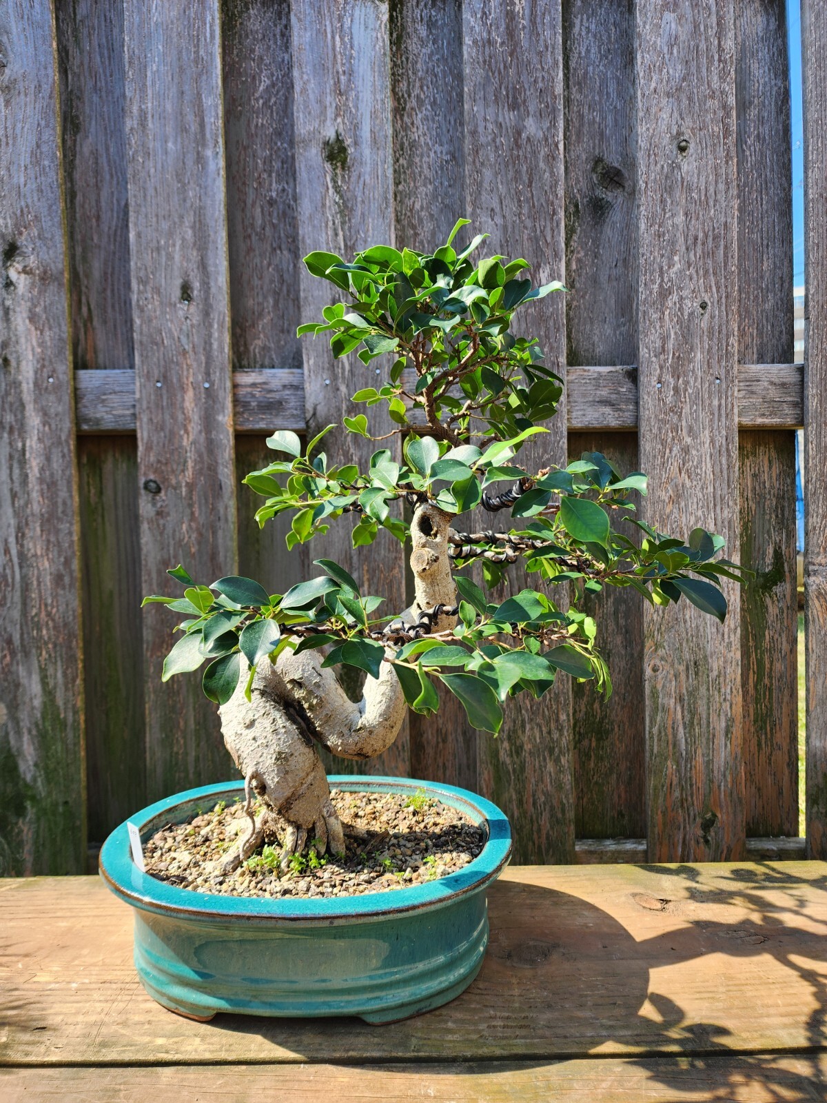 Unique Ficus Retusa Bonsai Specimen Pre-Bonsai 35 Years Old (ID: B698)