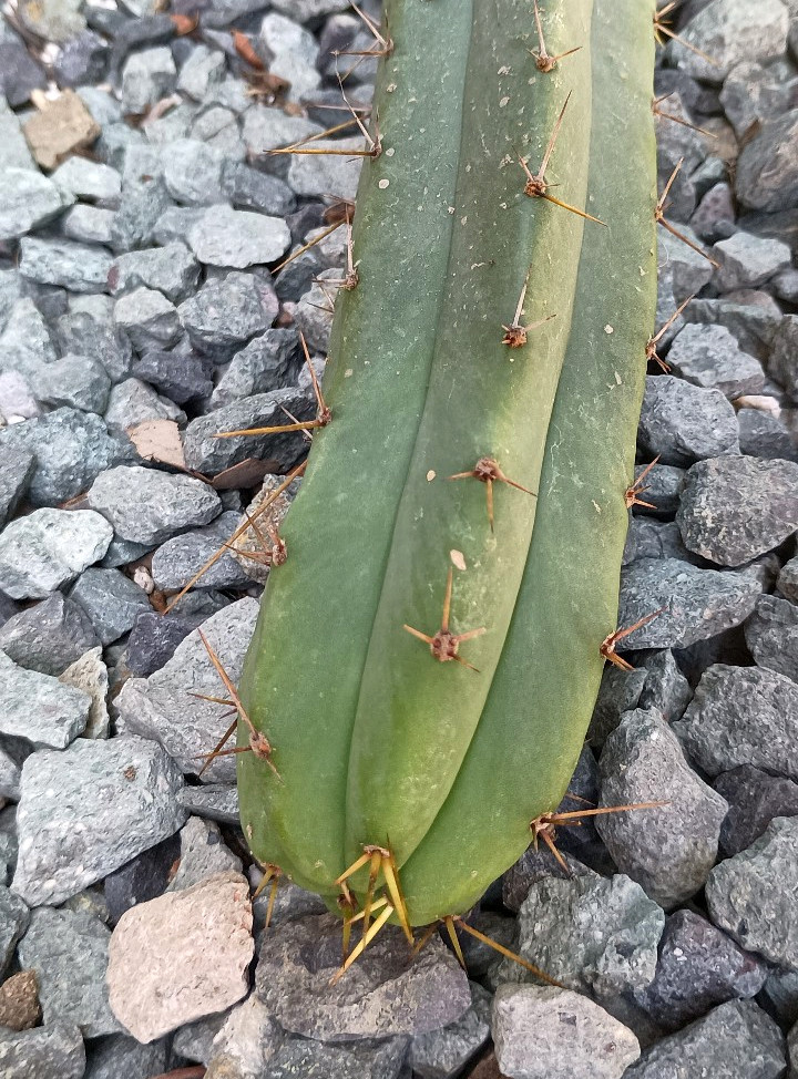 Echinopsis ‘LL Shaman’ Australia – 14″ Columnar Mature Hybrid Cactus Cutting
