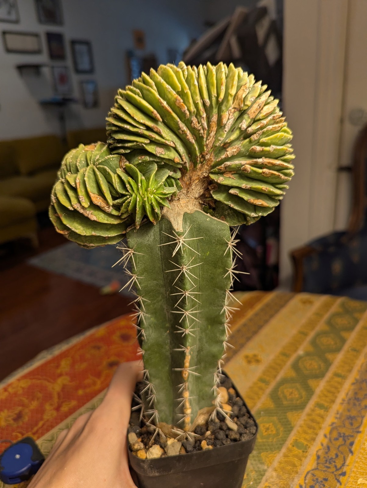 Large Astrophytum myriostigma crest Grafted, rare cacturls. Read Description
