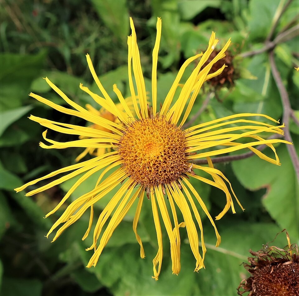 Inula helenium | Elecampane | 20 Seeds