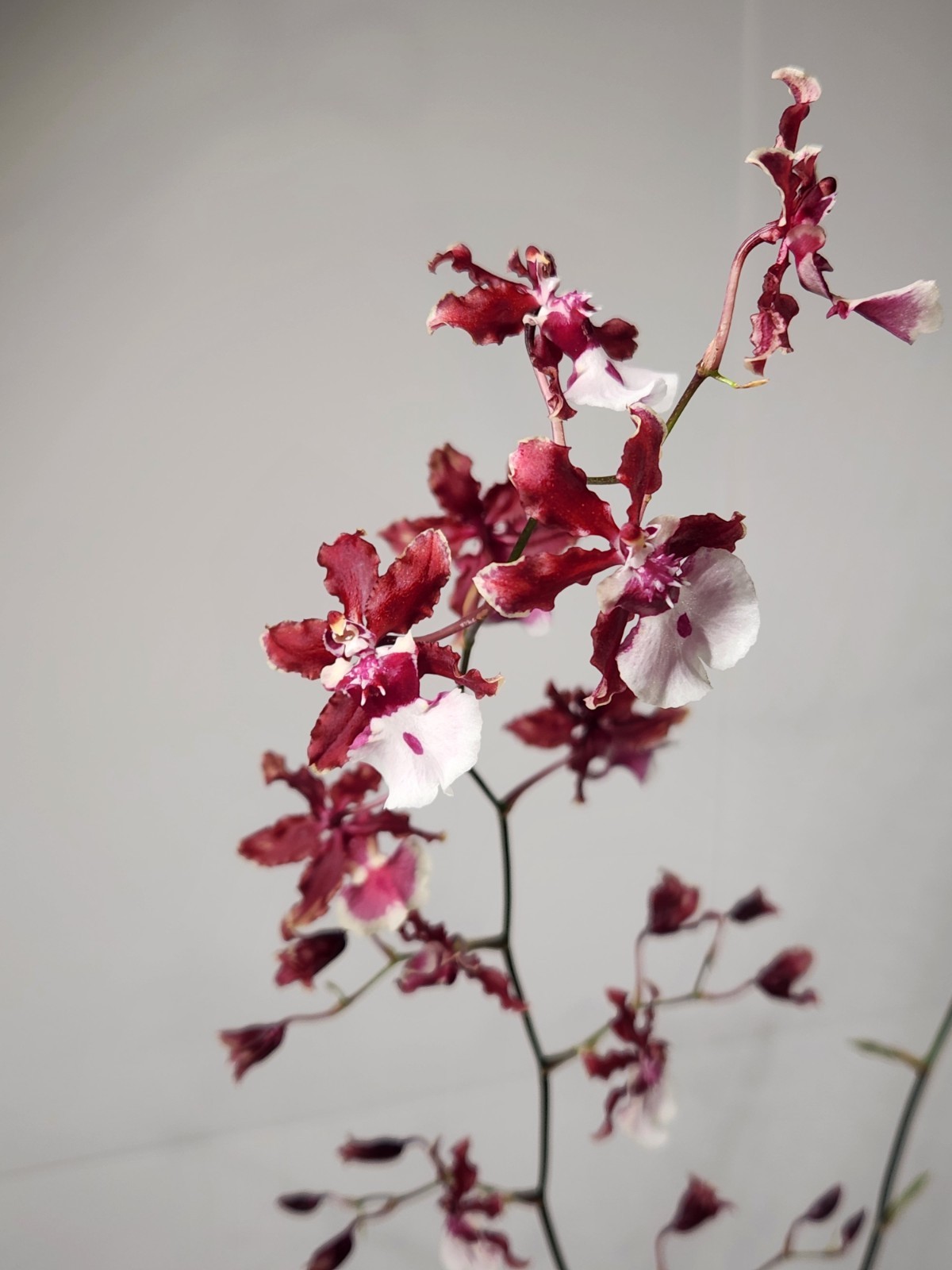 In SPIKE! Oncidium Sharry baby ‘sweet fragrance’ – Fragrant Orchid – 3.5” Pot