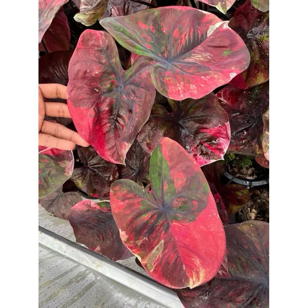 AUTHENTIC Red Devil Caladium 1 bulb