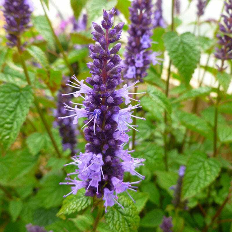 HYSSOP & RED CORN POPPY Seed Mix. Red and Blue Summer Blooms Non-GMO 600 Seeds!