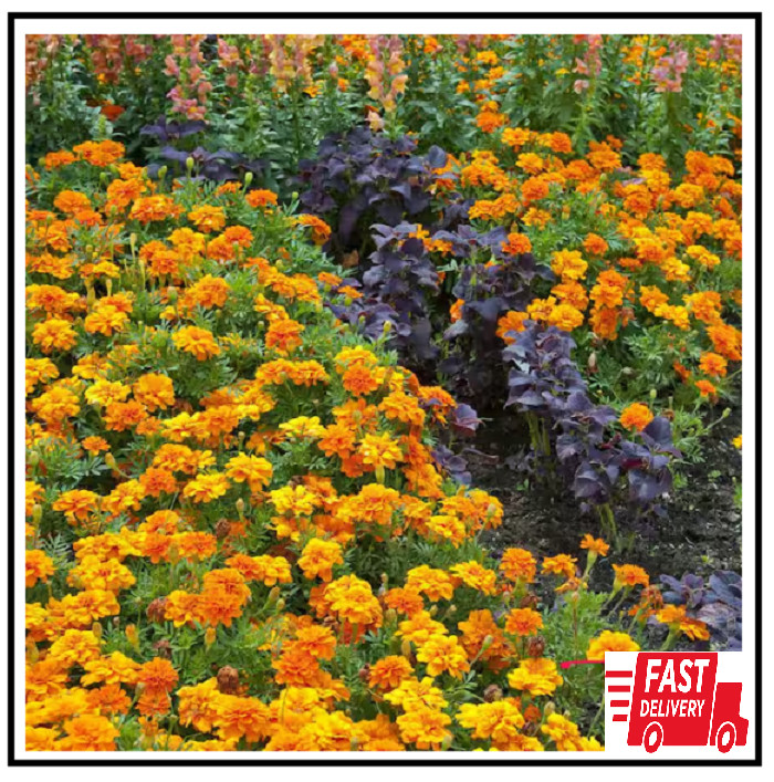 1.38 Pt. Marigold Plant Orange Flower in 4.5 in. Grower’s Pot (4-Plants)