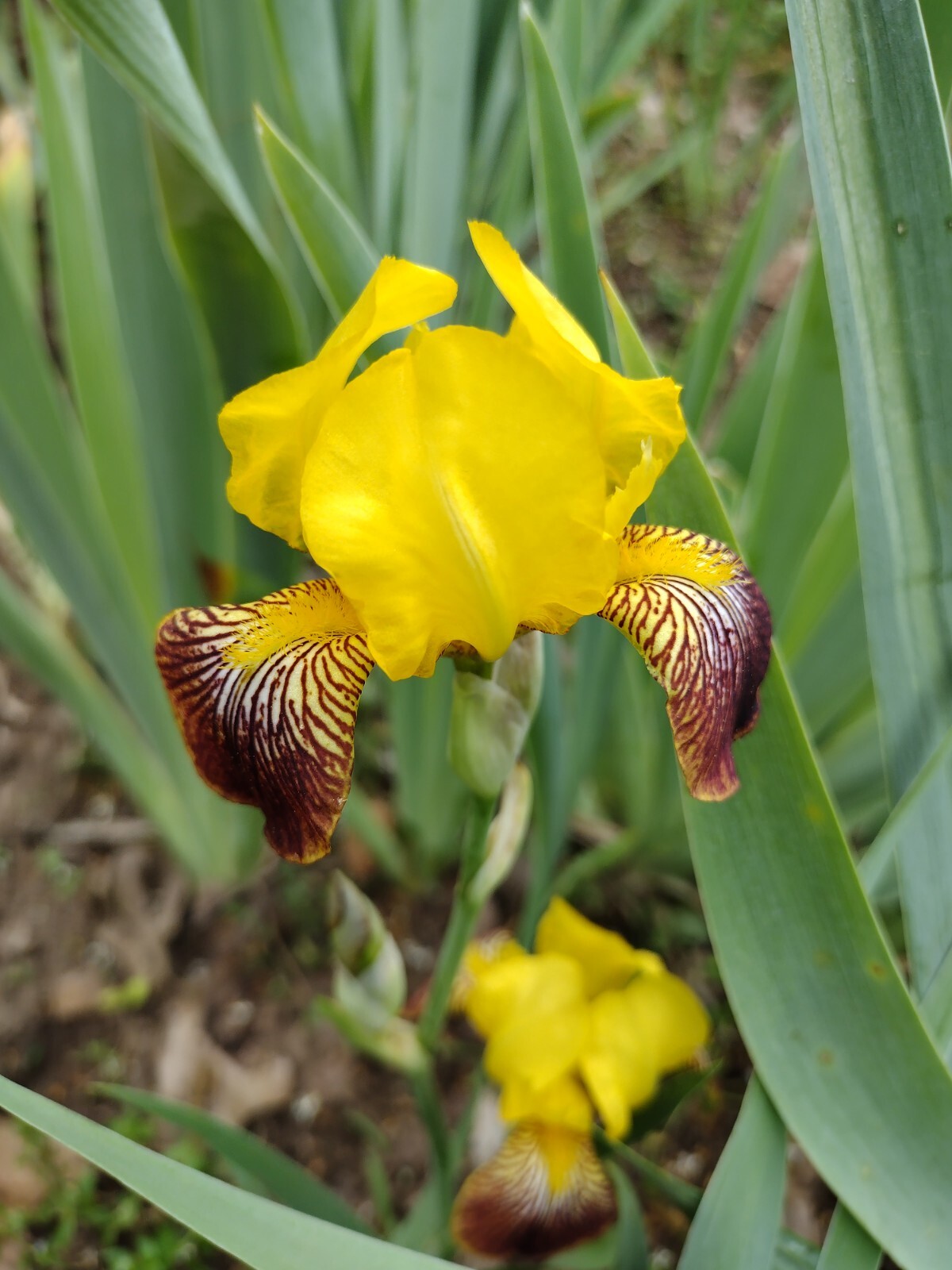 25xBearded Iris Rhizomes – Easy to Grow, FresH Mixed Colors FAST SHIPPING