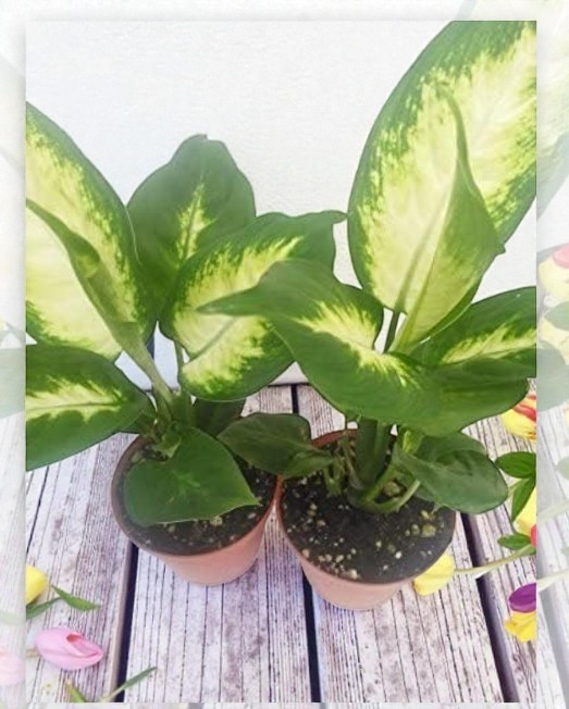Dieffenbachia Plant Variegated Splash Live 2 Pack In 4″ Pots Grow Up To 6 Feet