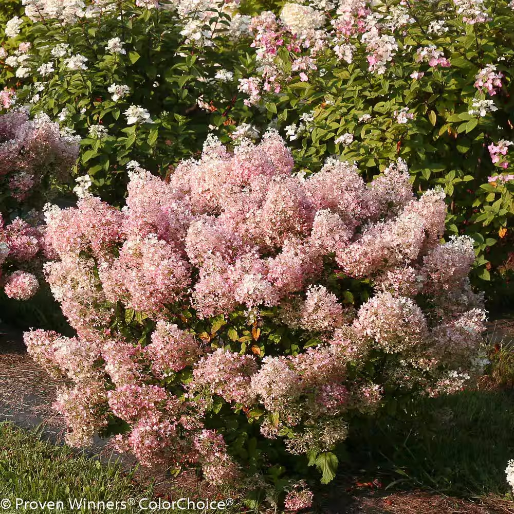 1 Gal. Bobo Hardy Hydrangea (Paniculata) Live Shrub, White to Pink Flowers