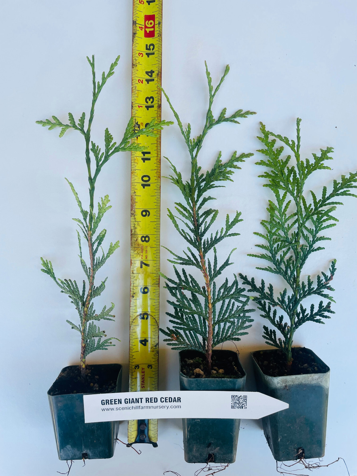 1 GREEN GIANT THUJA tree (Cedar/ Arborvitae) 8-12 INCHES TALL- 1 potted plant