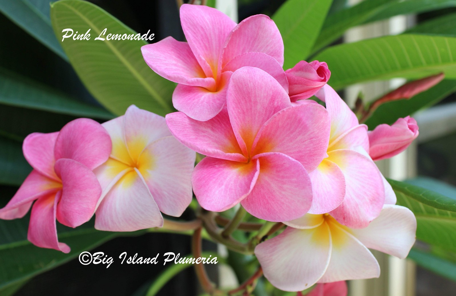 Pink Lemonade Plumeria Rooted Cutting