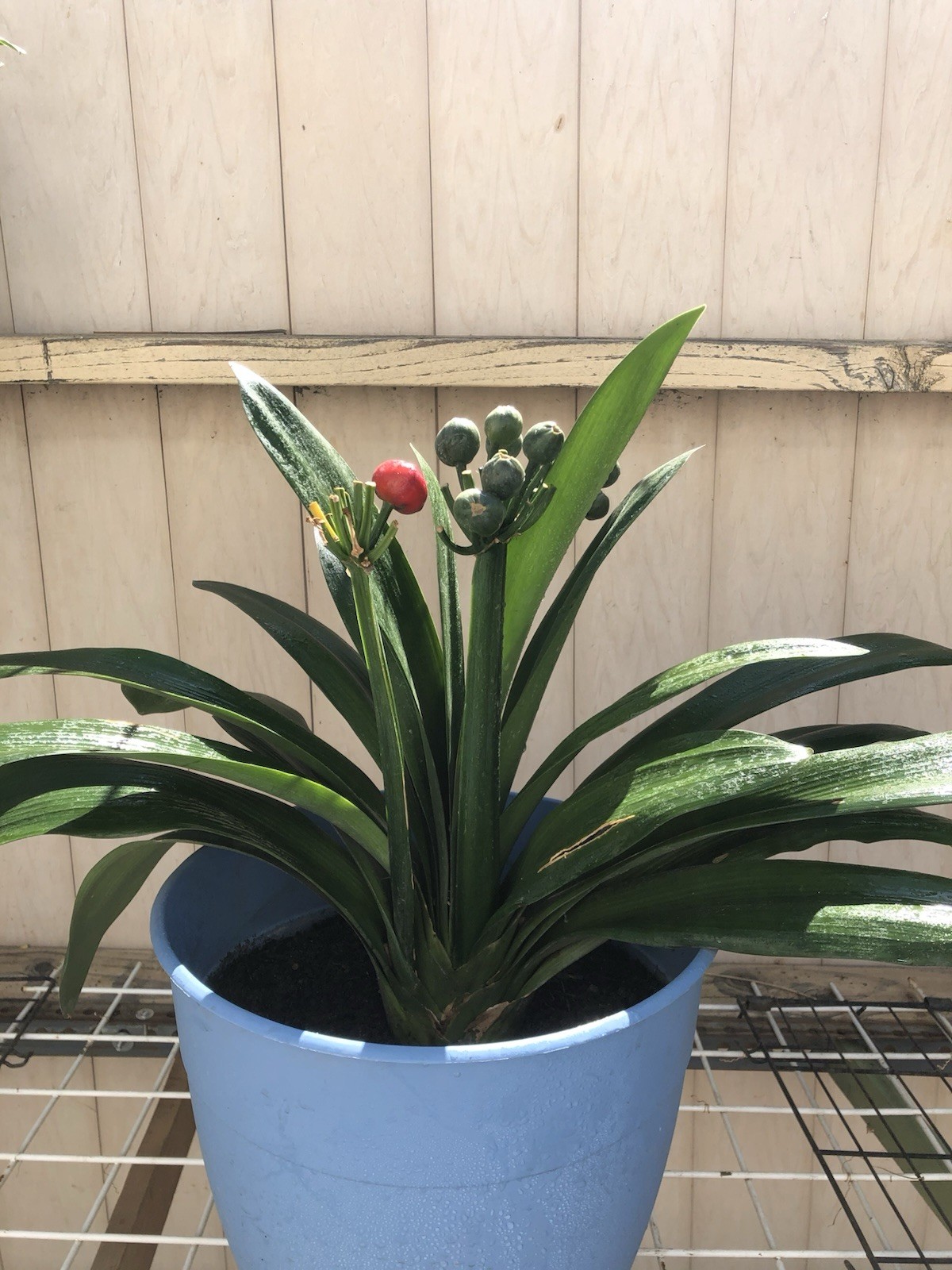 1 Clivia Miniata Bush Lily Bare Root 20 Leaf Orange Ready To Plant No Flower