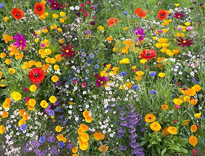Annual flower mix packet of 600