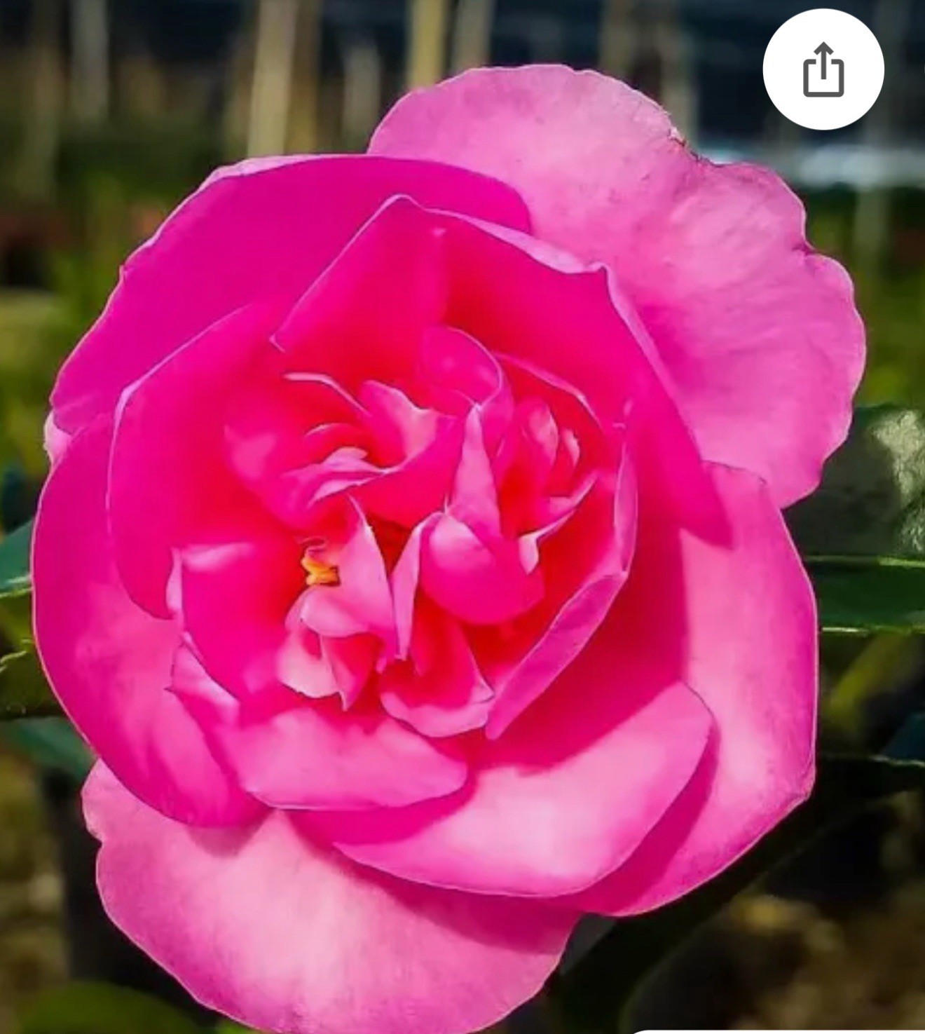 Sparkling Burgundy~~Camellia Japonica–Live STARTER Plant–VERY UNIQUE COLOR!