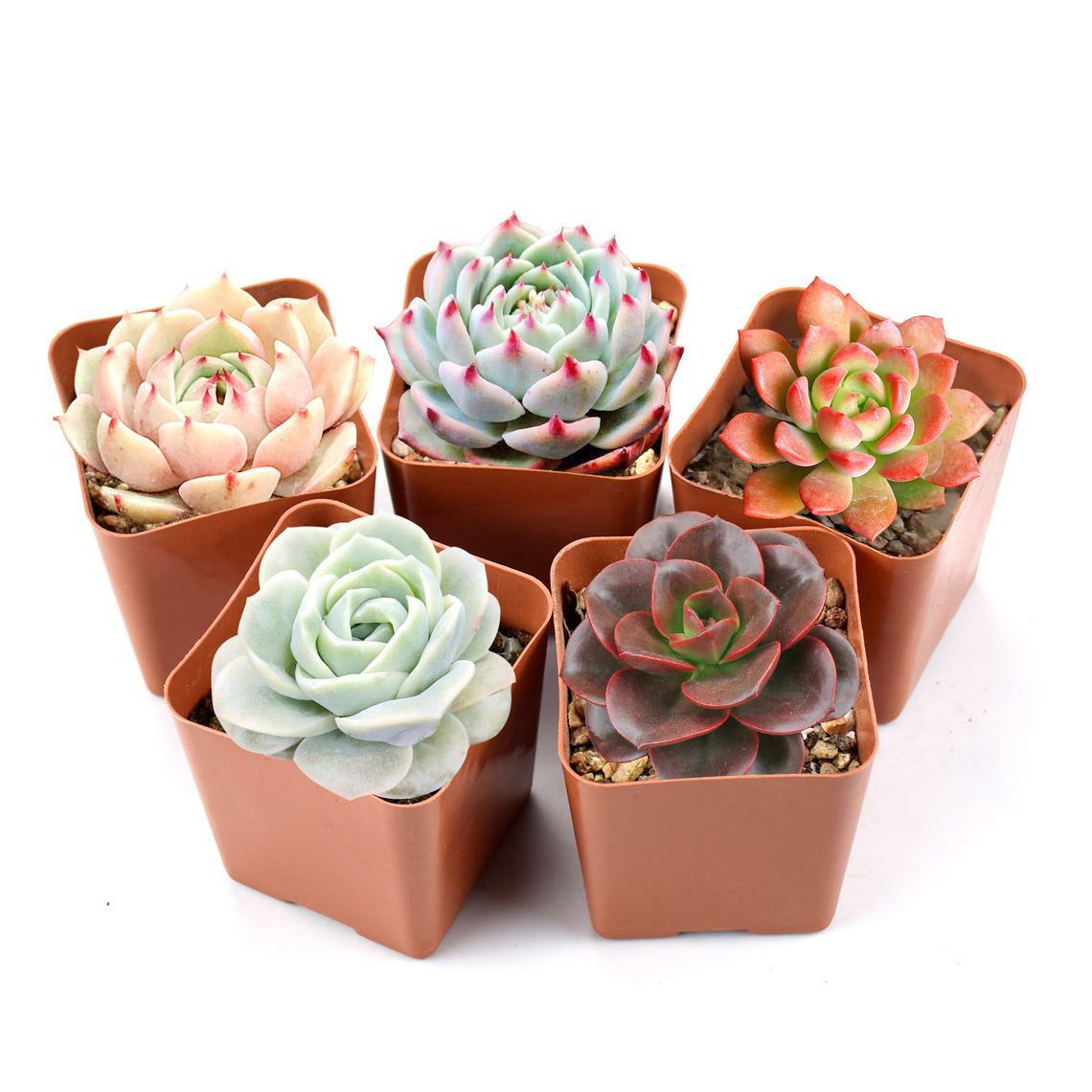 Assorted Rosette or Echeveria Succulent Rooted in 2″ Plant Pot For Garden Decor