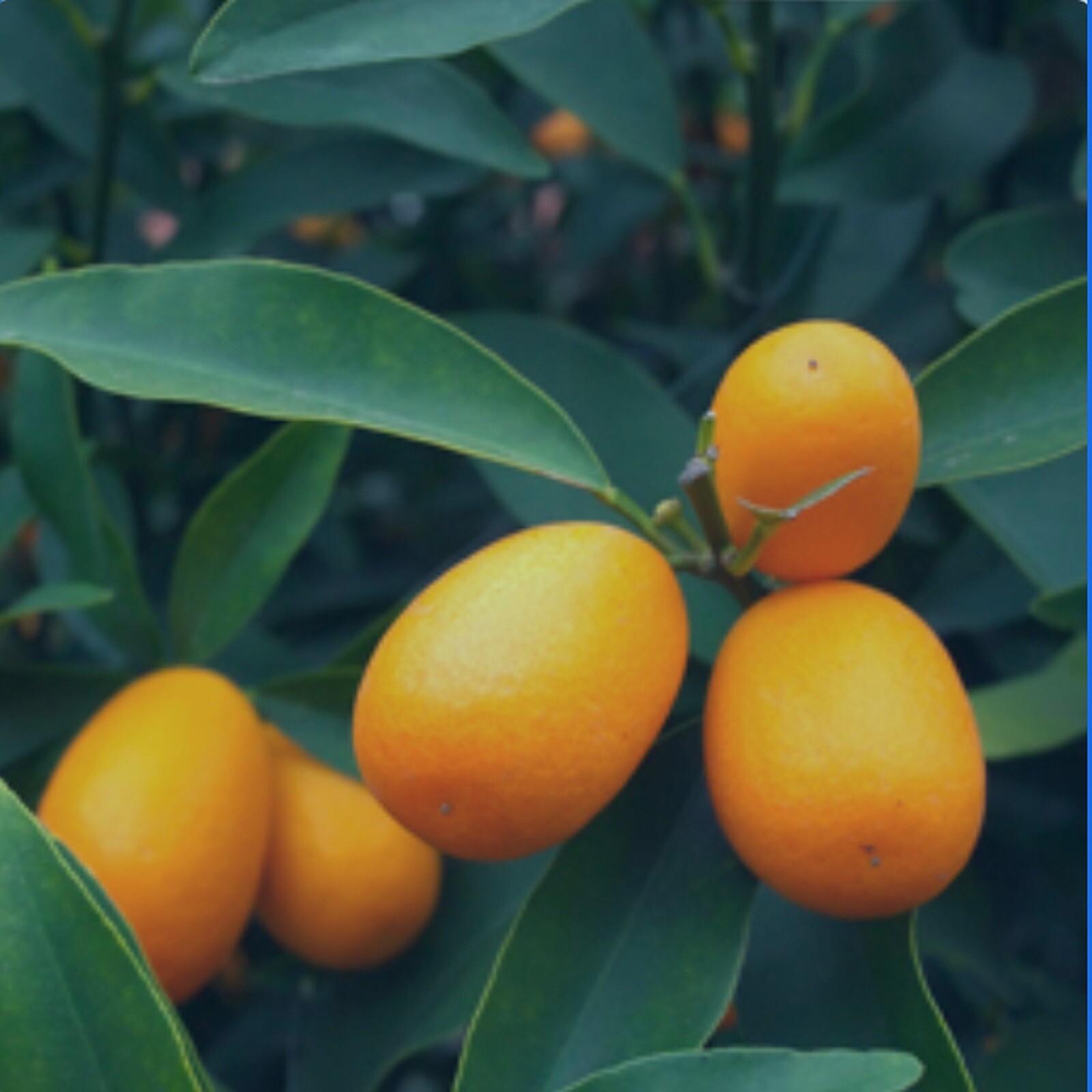 Meiwa Kumquat Citrus Tree, 1-2 feet tall No Ship to Ca, Az, Fl, Ga, Tx