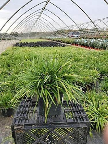 Green Promise Farms Lirope Spicata Lilyturf Perennial Lavender Flowers 1 –