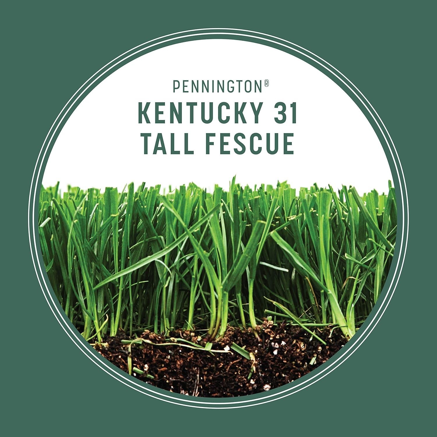3 lb Kentucky 31 Tall Fescue Grass Seed – Fast Germination, Drought-Resistant