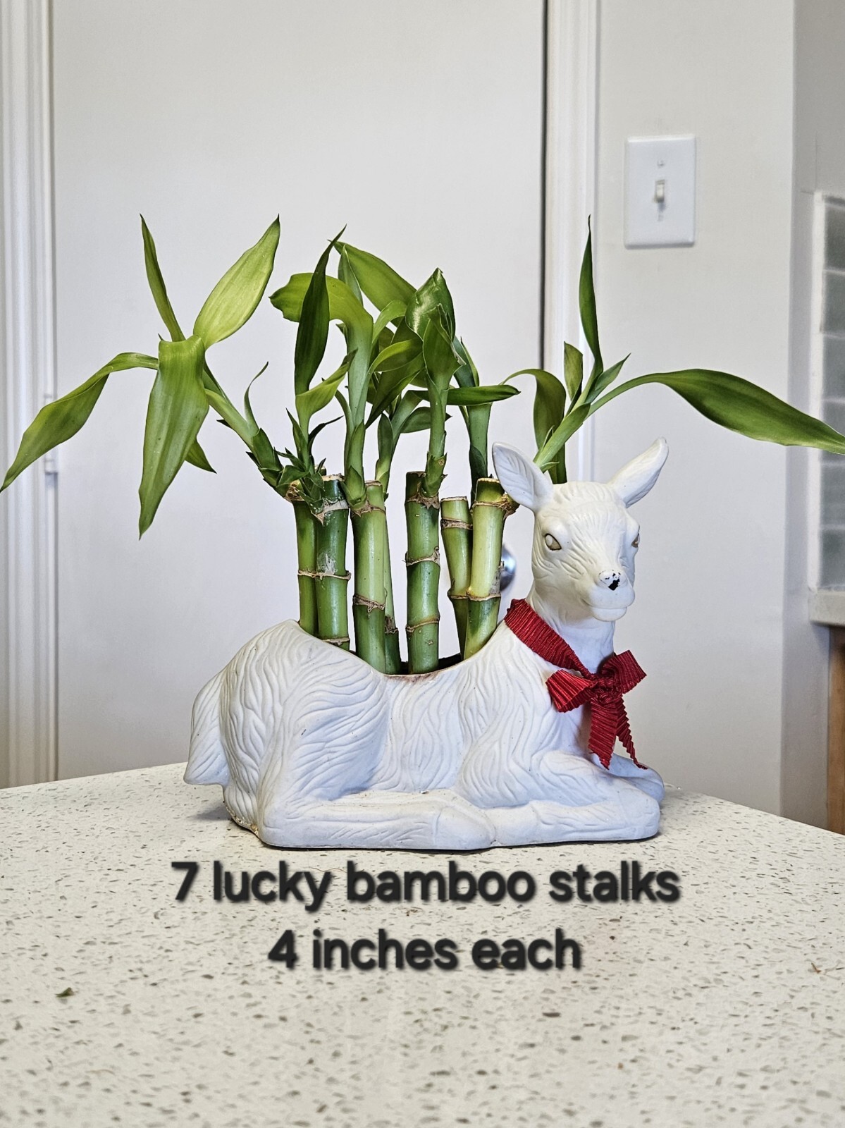 7 Lucky Bamboo 4 Inches FREE Butterfly Stake Indoor Perennial