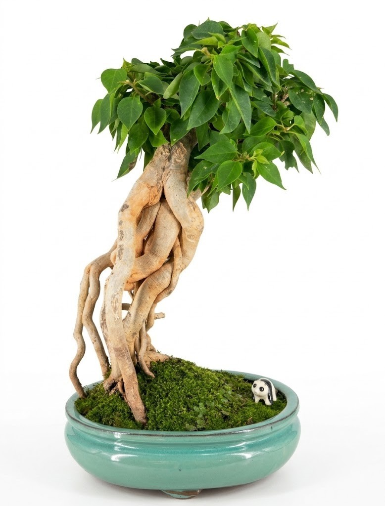 Live Flowering Bougainvillea Bonsai Tree Pink Pixie Exposed Roots Pot 18 In Tall