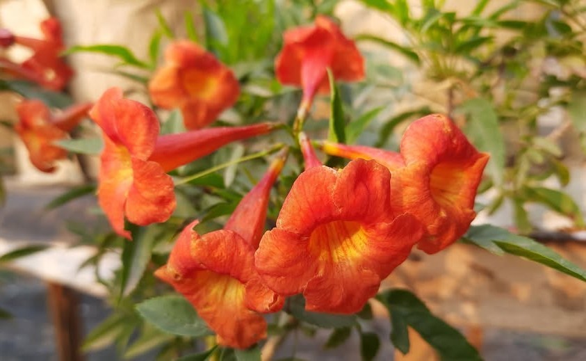 Tecoma Fulva subsp. guarume 15 Seeds, Orange Bells Trumpet Bush Or Small Tree