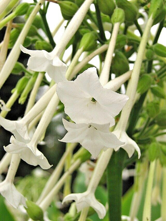 FLOWERING TOBACCO 550 SEEDS, WHITE, LONG, TUBULAR FLOWERS, NICOTIANA SYLVESTRIS