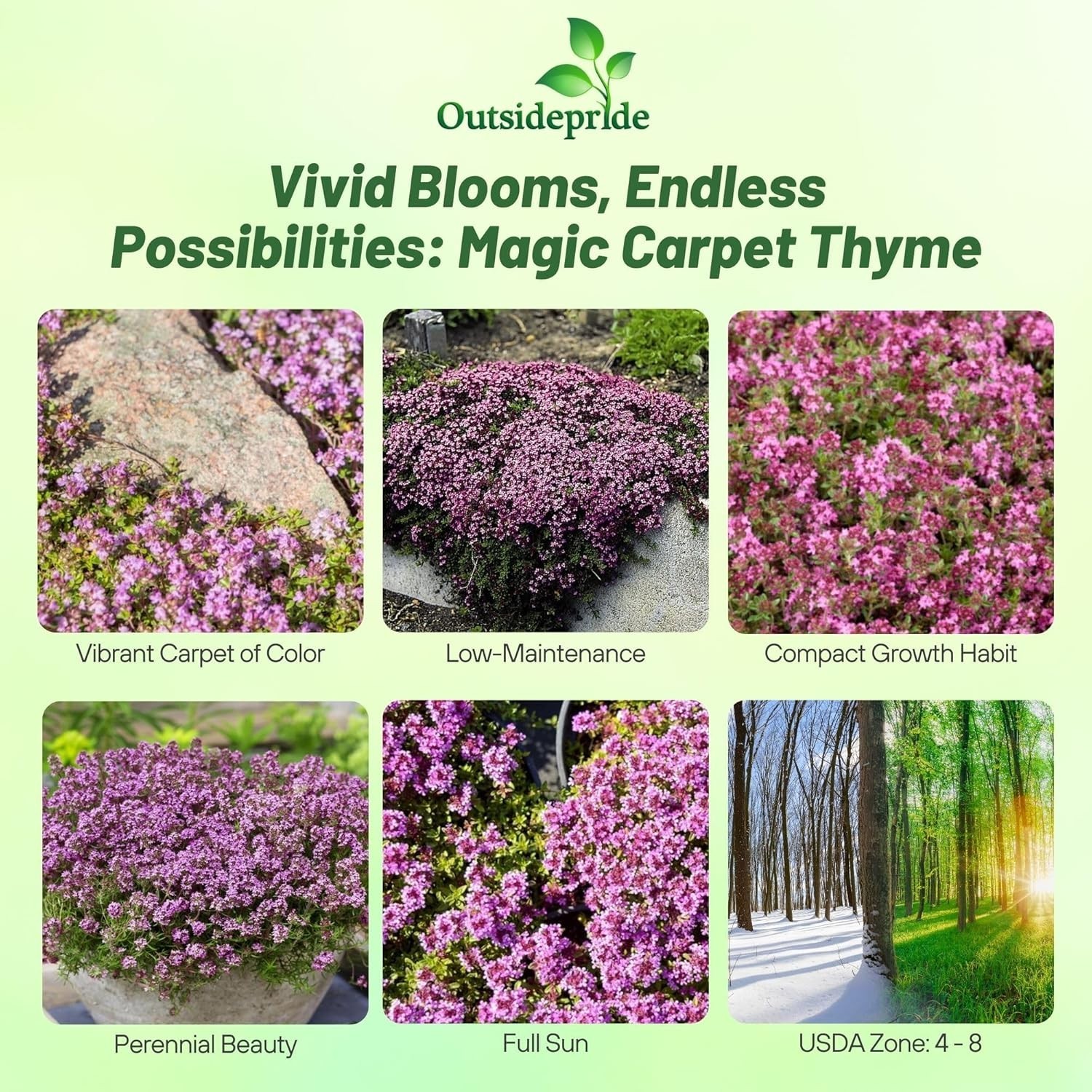 Magic Carpet Creeping Thyme Seeds – 500 PCS, Pink Flowers for Pollinator Gardens