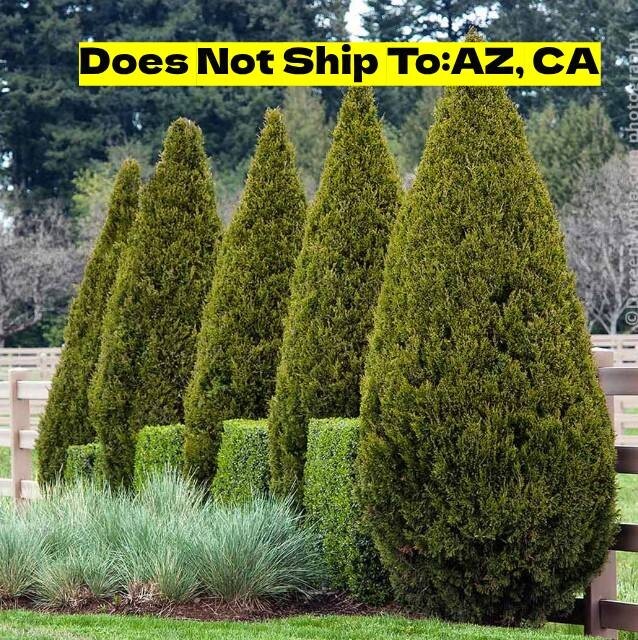 Spartan Juniper 1-2 ft Outdoor Evergreen Fastest Growing Tree Great Landscape