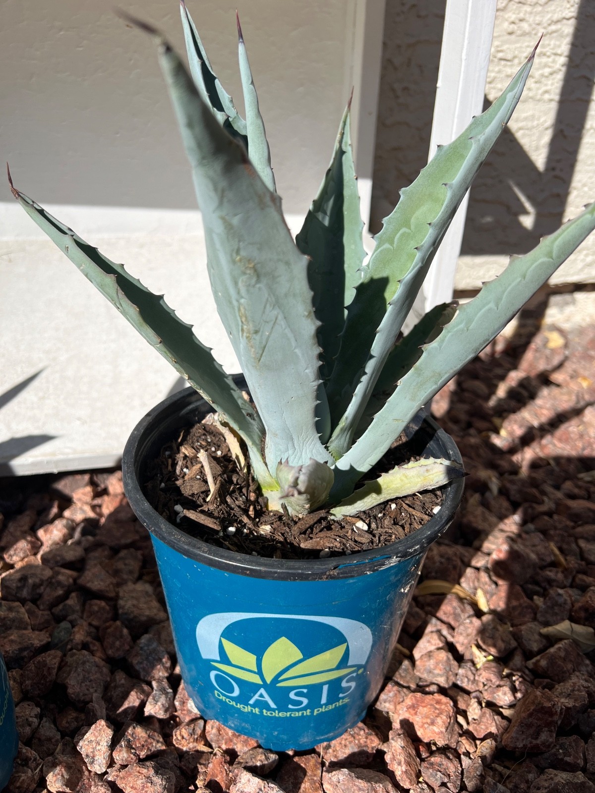 Blue Agave Americana Live Plant – Century Plant Succulent 4–6″ Pot