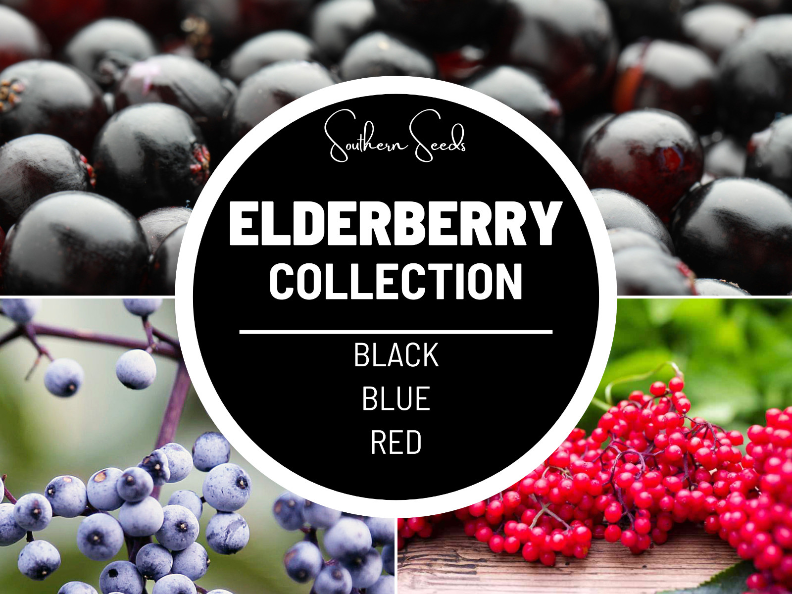 Elderberry Seed Collection (50 American Black • 50 Red • 50 Blue)