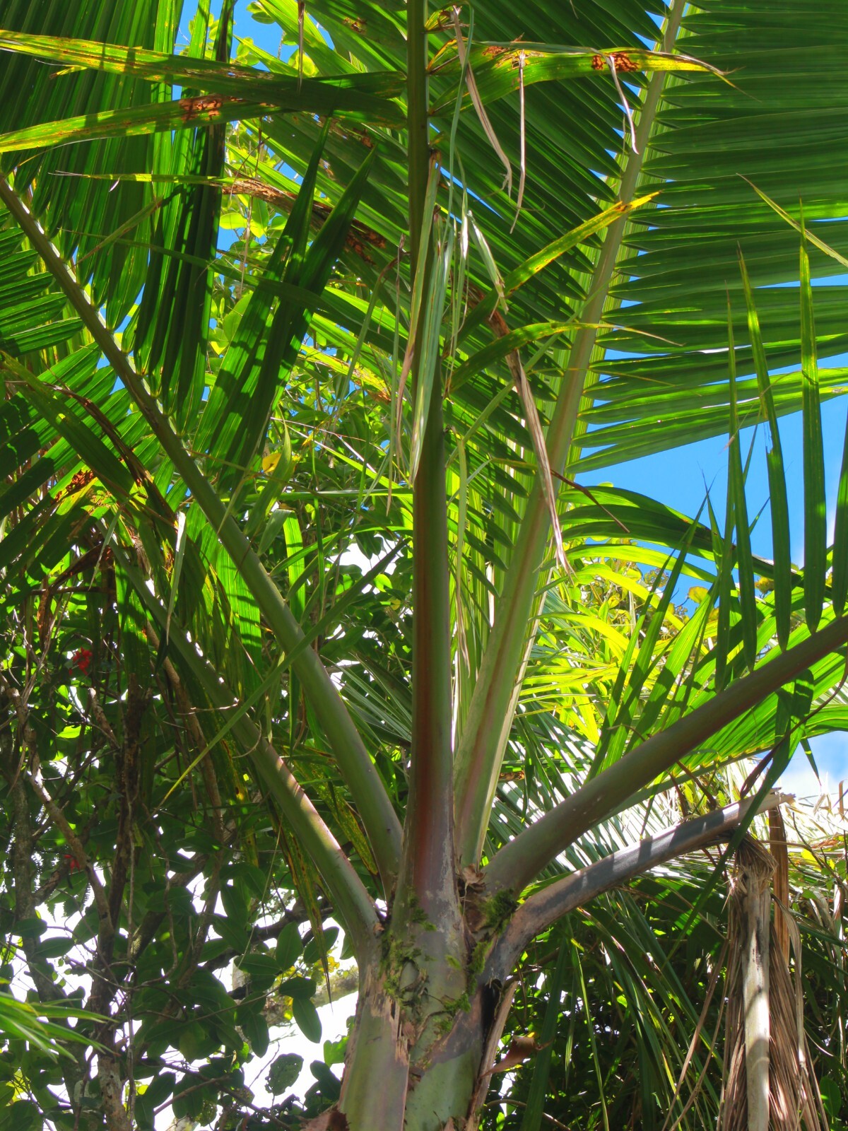 x2 LIVE Bare root : Prestoea Acuminata Sierra Palms Rare Shade Exotic palm