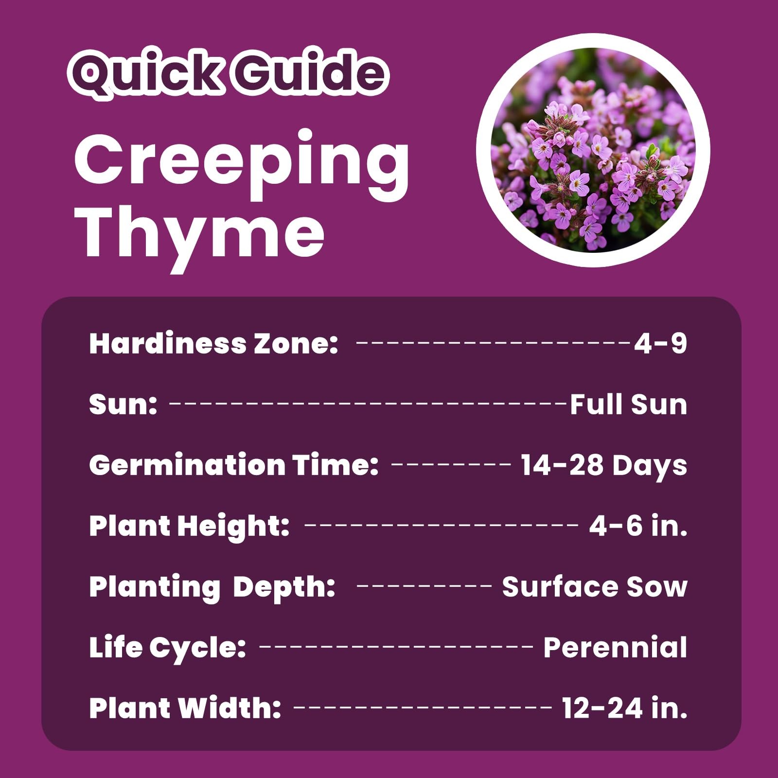 20000+ Creeping Thyme Seeds for Planting, Non-GMO Ground Cover Seeds, Fragran…