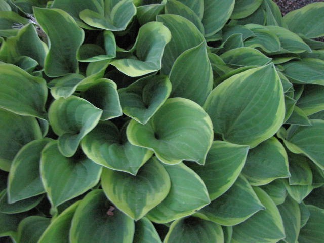 5 HOSTA~GOLDEN TIARA~PERENNIAL Shade Plant Fairy Garden Flower Hummingbird Lily