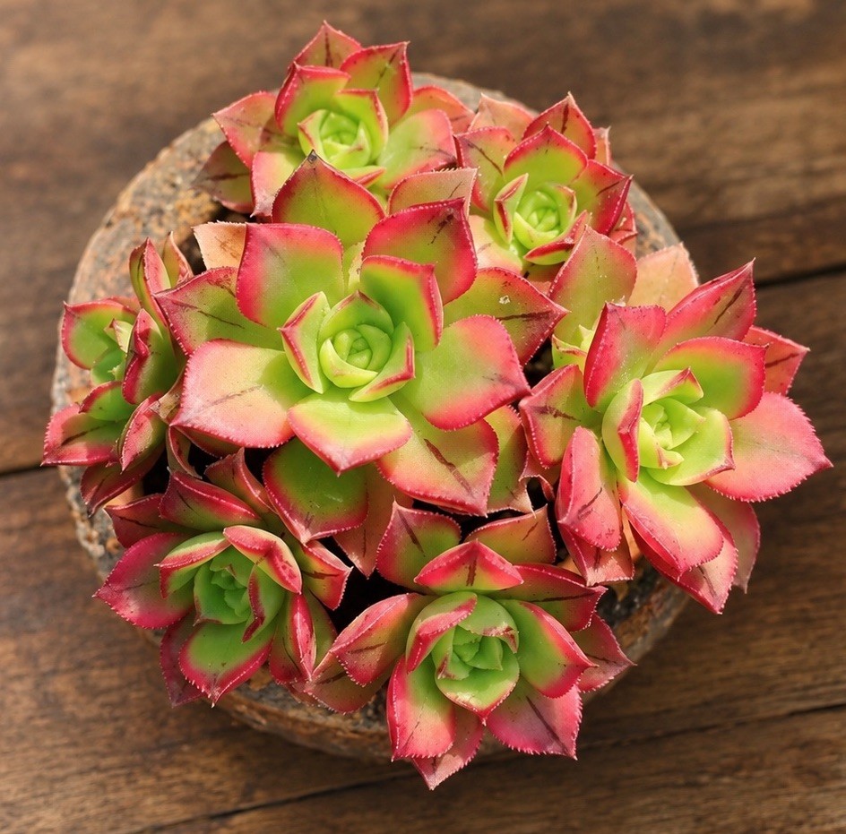 Rare Aeonium Kiwi Variegated Succulent Live Plant Unrooted Cutting 2-3 Inches