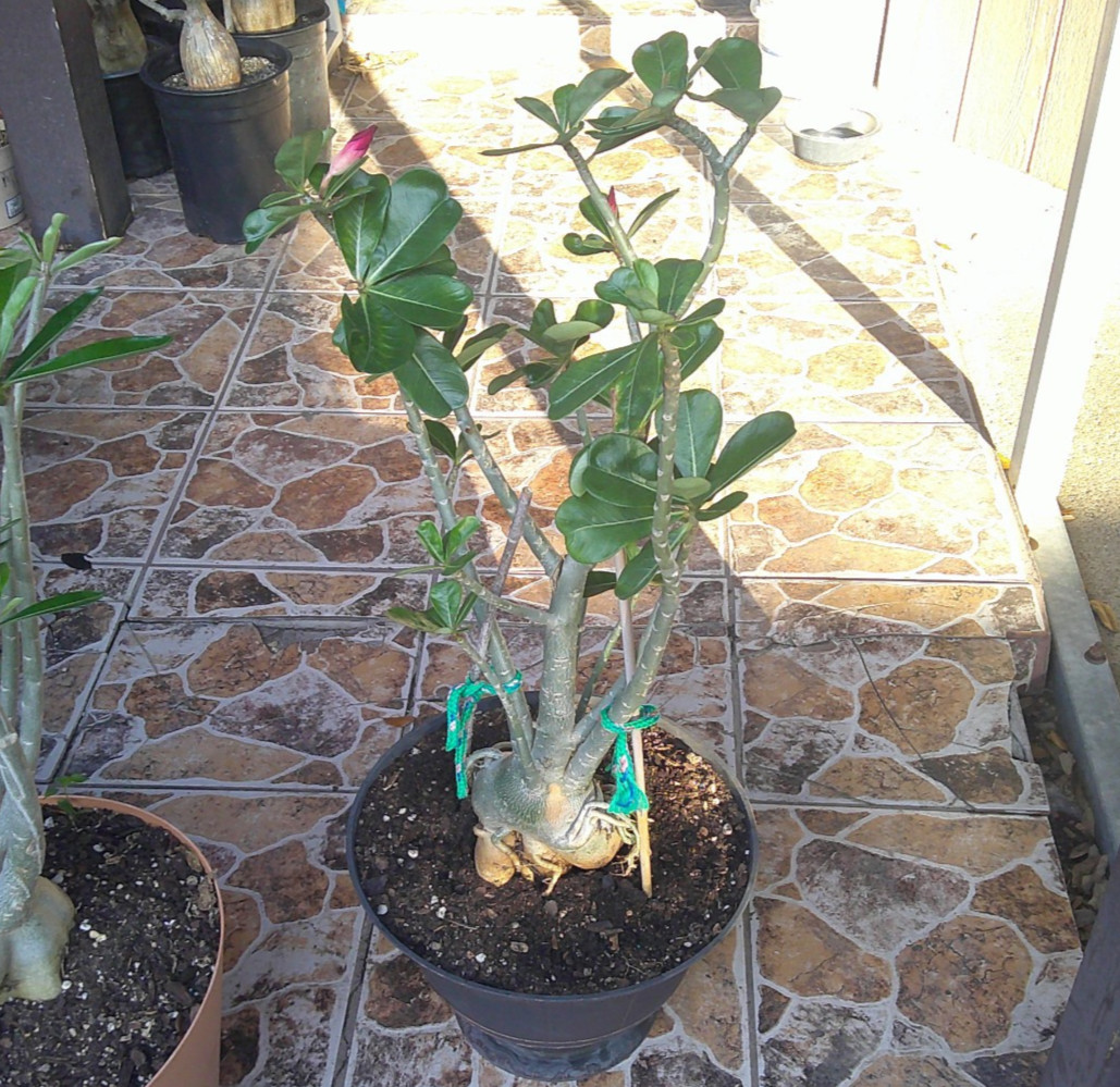Adenium Desert Rose Obesum Caudex BLACK RUBY EX LG Flowering Live Plant 🇺🇸🆓⛟