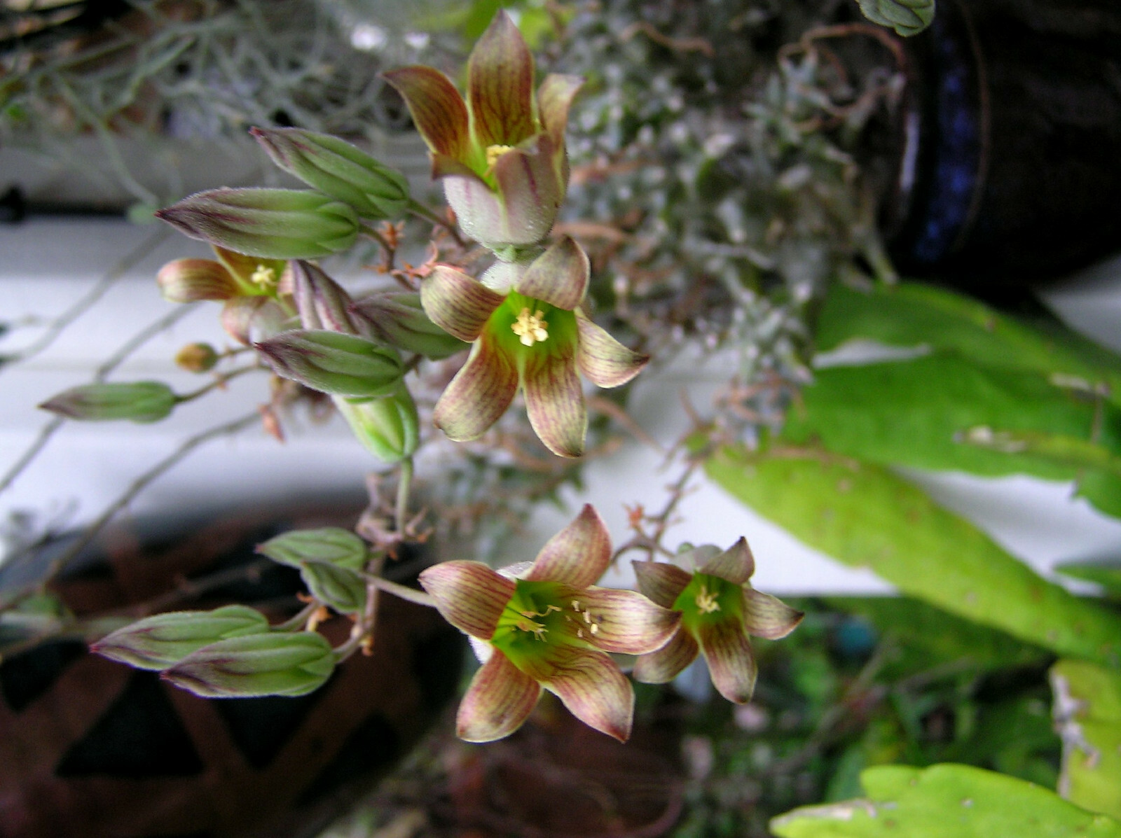 TYLECODON STRIATUS CUTTINGS TRUE MINIATURE SUCCULENT
