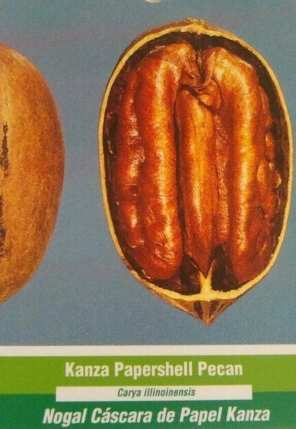 KANZA PAPER SHELL PECAN TREE 36-48in Shade Nut Trees Live Plant Pecans Nuts Wood
