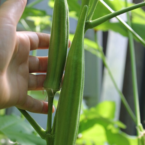 50+ Perkins Long Pod Okra Seeds — Heirloom – NON GMO — FRESH