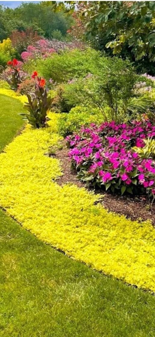 10 Cuttings Golden Creeping Jenny Groundcover, Hanging Baskets, Pots