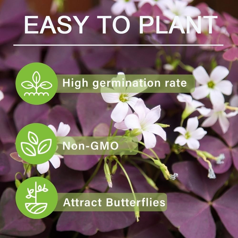Heirloom Purple Shamrock Bulbs – 12 Count Perfect for Outdoor Pollinator Gardens
