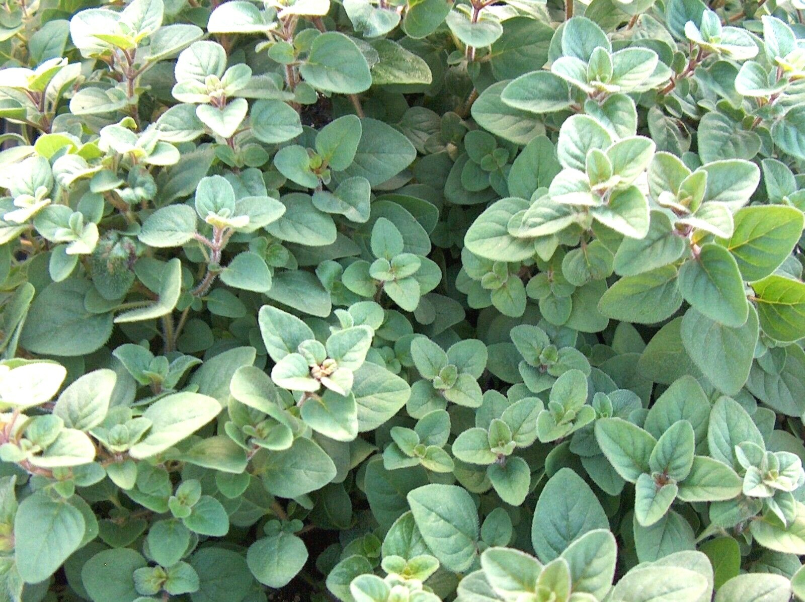 300+TRUE GREEK OREGANO Herb Seeds Organic Garden Container Perennial Heat Cold