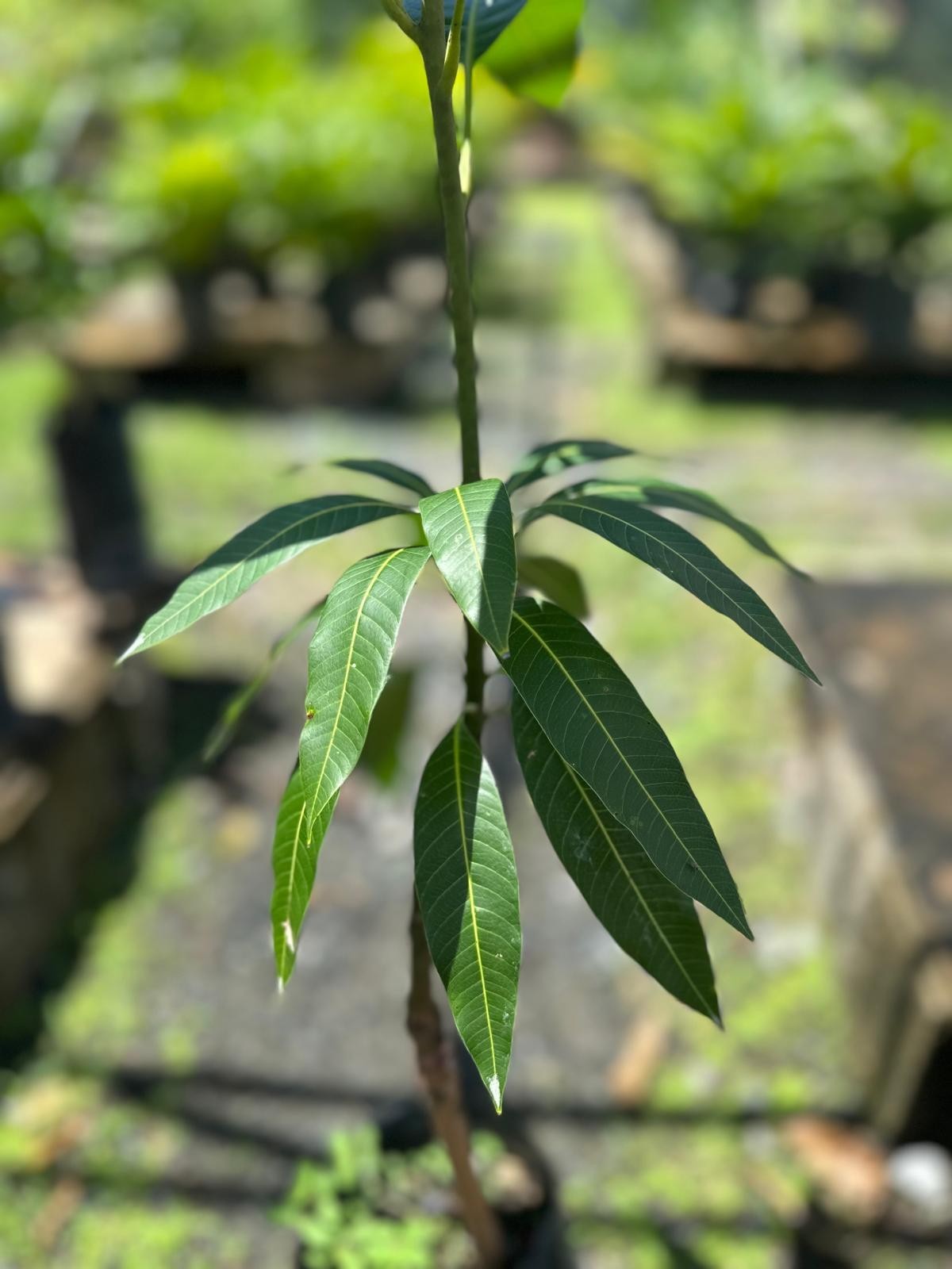 Big Grafted Mango (Mangifera ) Alphonso Live Fruit Tree (1.5-3 ft) Indica