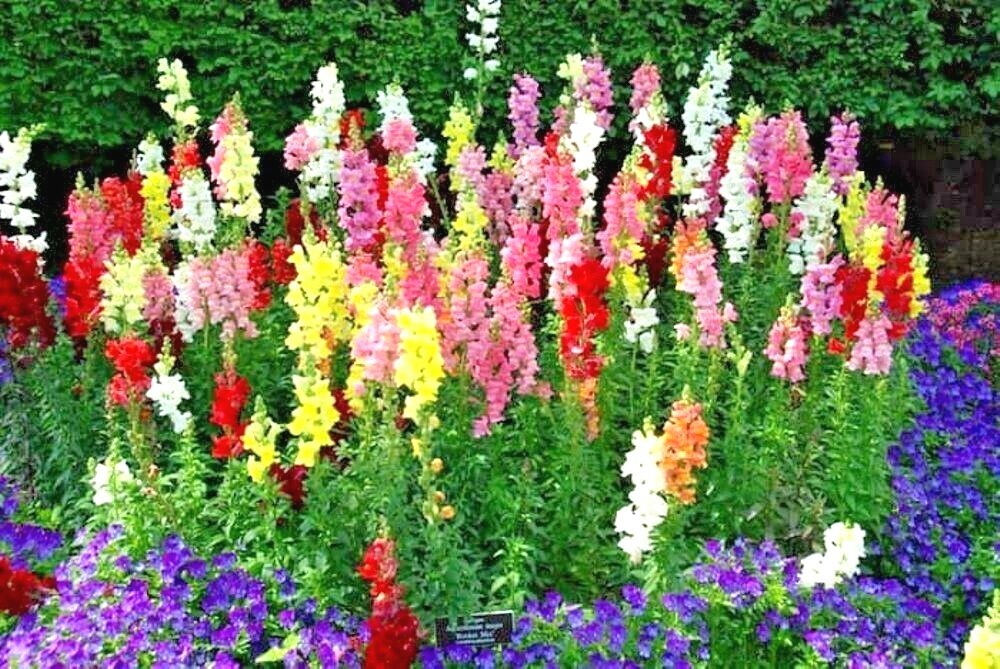 2000+SNAPDRAGON TETRA MIX Flower Seeds Spring Fall Garden Patio Container Easy