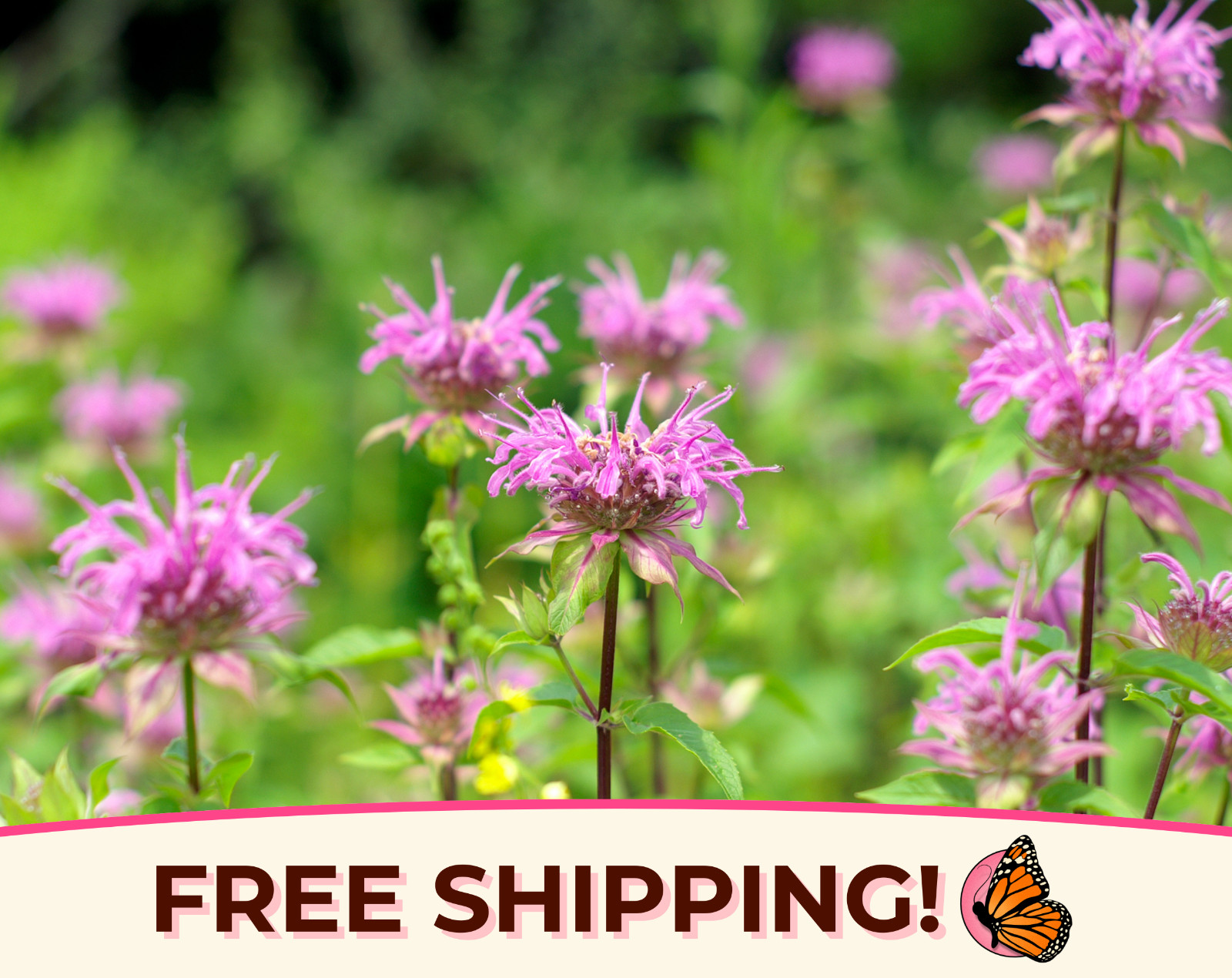 2800+ Wild Bergamot / Bee Balm Seeds | Native Wildflower Pollinator Garden Seeds