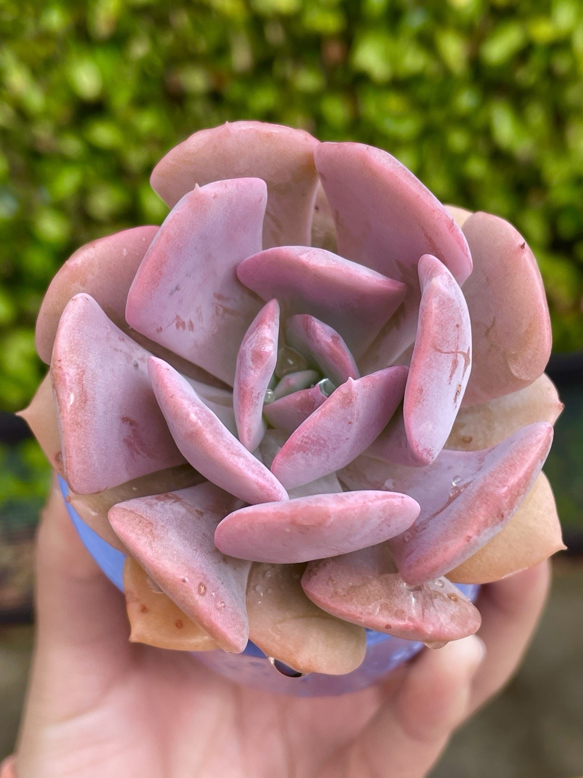 Rare Pink Succulent Echeveria Misty Lilac Rooted Live Plant Home Decor 1-2 Inch