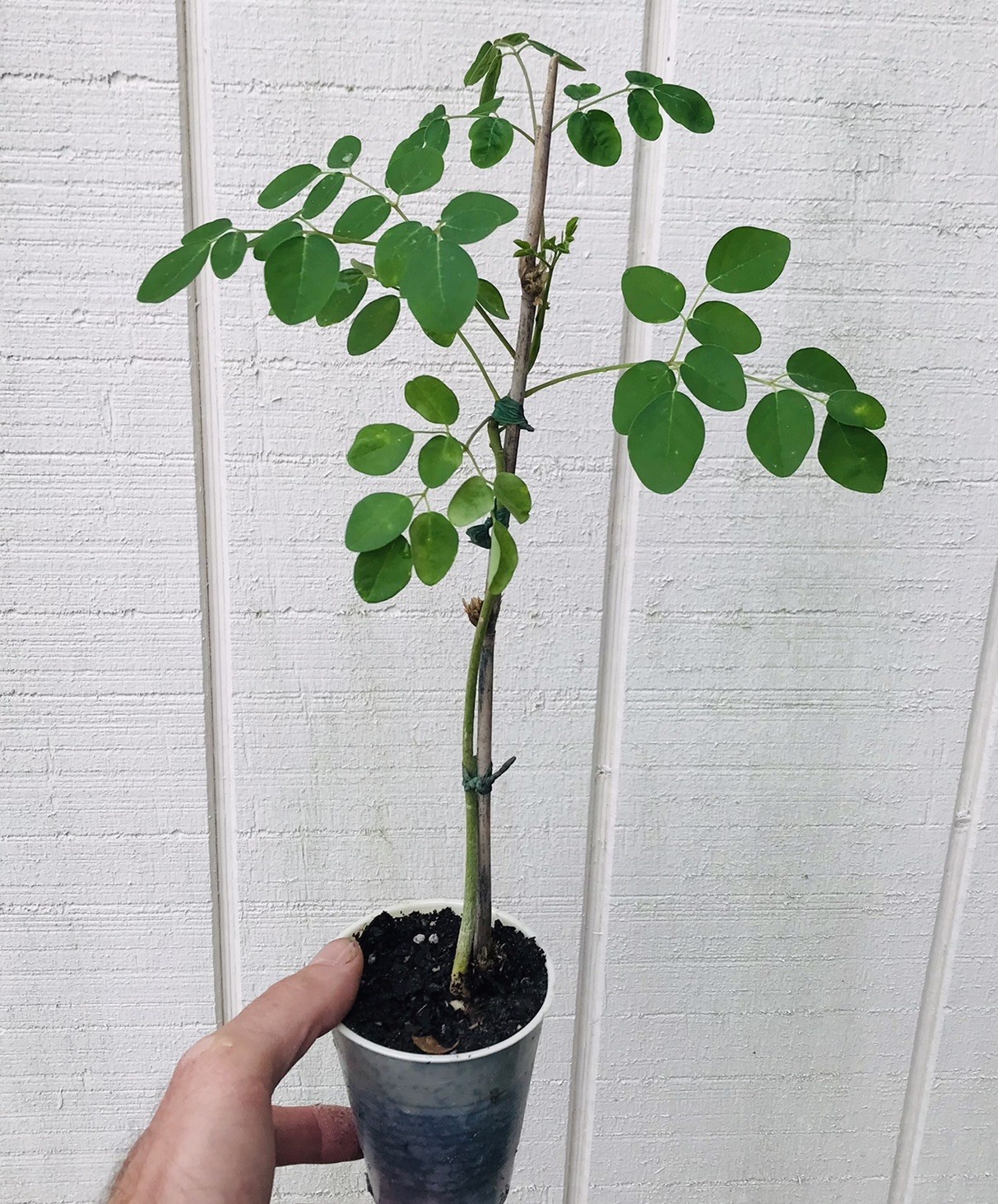 Moringa Oleifera Miracle Tree Life Plant Organic 12” In 4” Pots 6 month grow