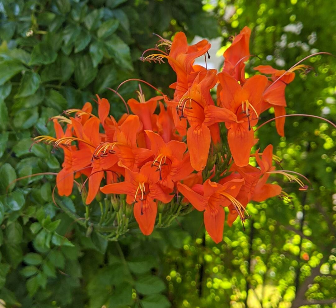 FREE shipping!  20 seeds *Variety* Cape Honeysuckle—Hummingbird magnets!