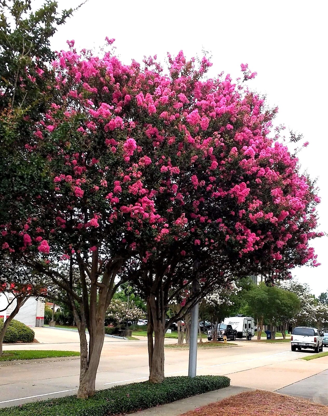 2 LIVE PLANTS HOT PINK CREPE MYRTLE TREES FLOWERING ROOTED CUTTINGS CRAPE BUSH