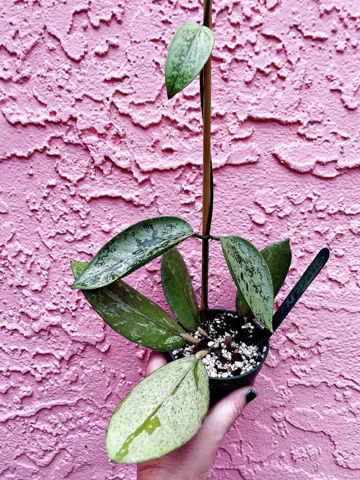 Rare Hoya Silver Dollar MB 1405-AG Variegated Vine Tropical EXACT PLANT
